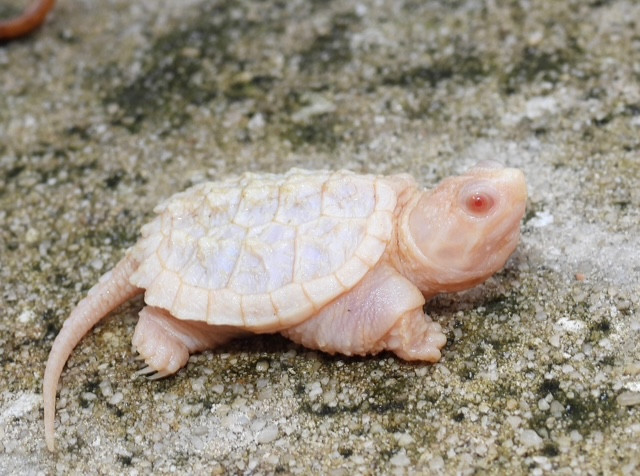 ALBINO Snapping Turtle for Sale
