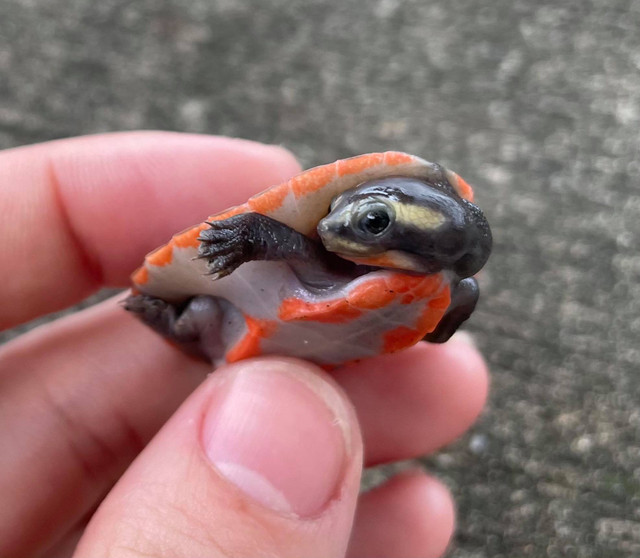 Pink Belly Side Neck Turtles for sale