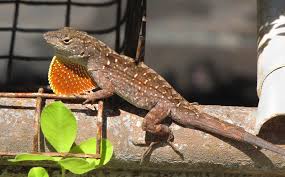 Lizards for sale
