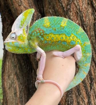Chamaeleo calyptratus 'Pied Veiled Chameleon' for sale