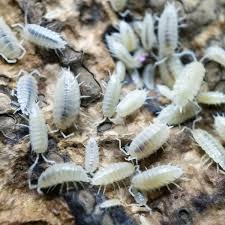 Buy Porcellionides priunosus(Powder Whiteout)