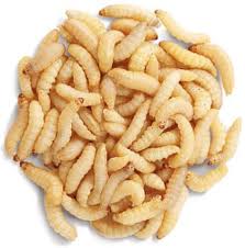 Buy Wax Worms online
