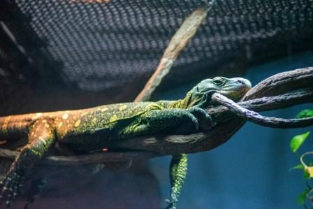 Buy iguana