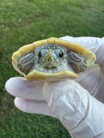 Caramel Albino Red Belly Turtle for sale