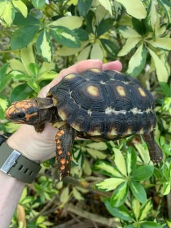 Cherry Head Red Foot (Chelonoidis carbonaria) Tortoise for sale