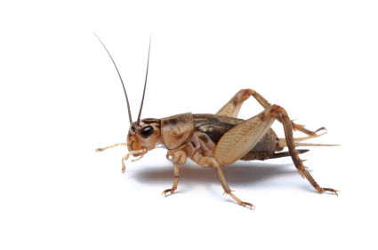 Crickets for Sale Online