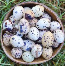 Feeder Quail Eggs for Sale