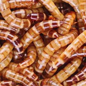 Feeder Superworms for Sale