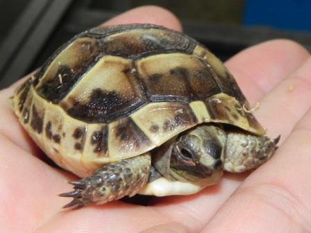 Greek Tortoises (Testudo graeca) for sale