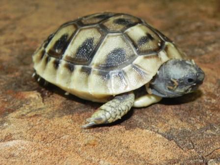 Hermanns Tortoises(Testudo hermanni) for sale