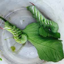 Hornworms for Sale