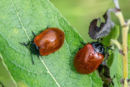 Invertebrates for sale