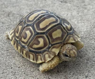 Leopard Tortoises (Geochelone Pardalis Babcocki) for sale