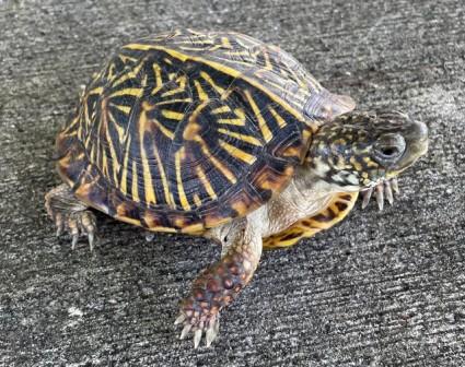 Ornate Box Turtles for sale(Terrapene ornata)