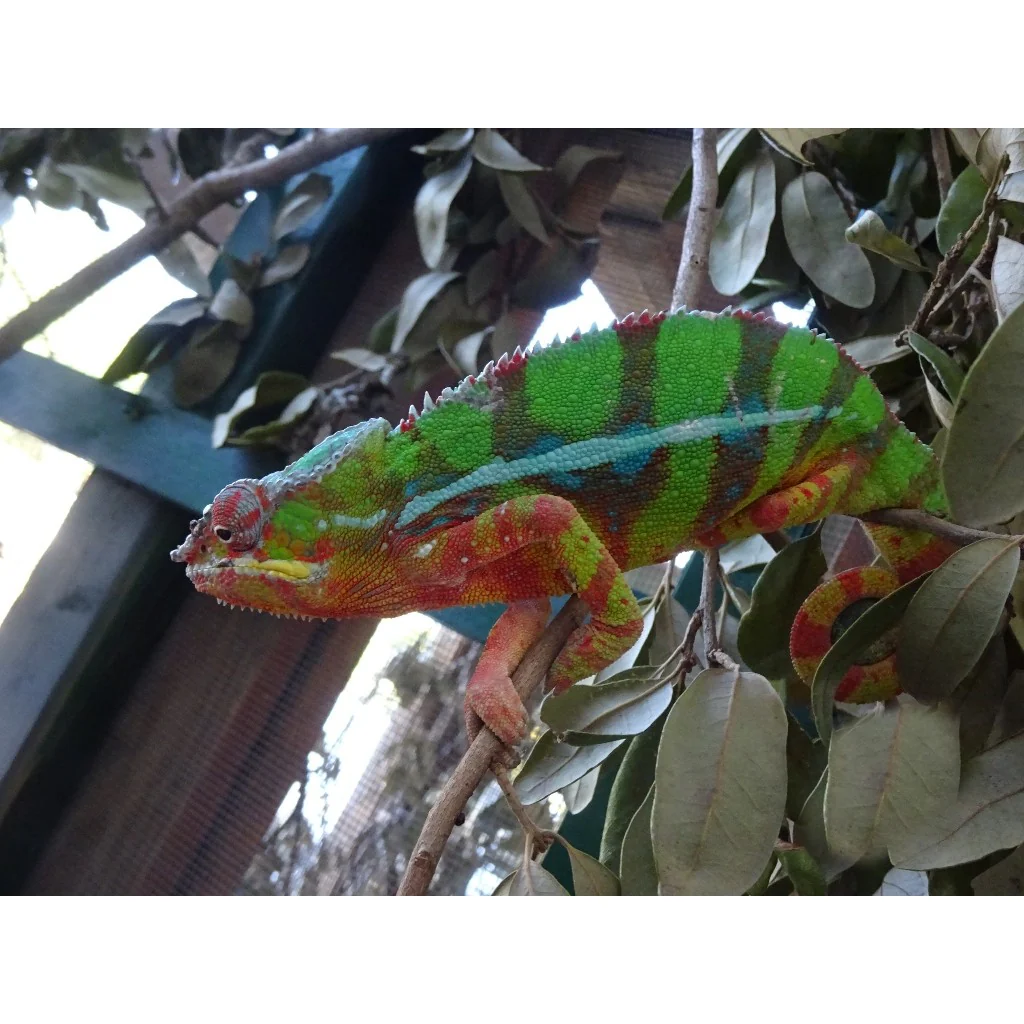 Panther-Blue chameleon for sale