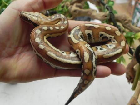 Pythons For Sale Online