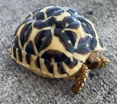Sri Lankan Star Tortoise (Geochelone elegans sb) for sale