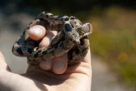 snake for sale