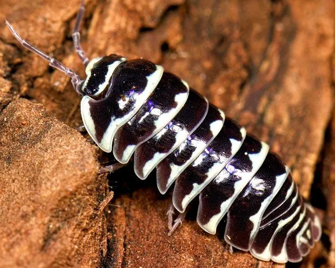 Armadillidium maculatum for Sale