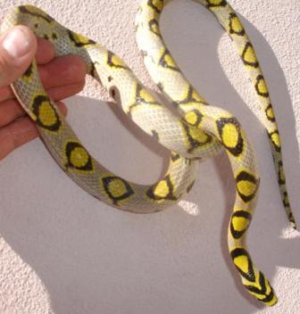 Buy Mandarin Rat Snake Online