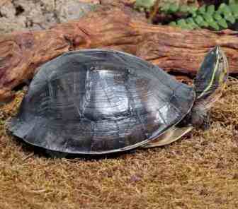 Indonesian Box Turtle for Sale