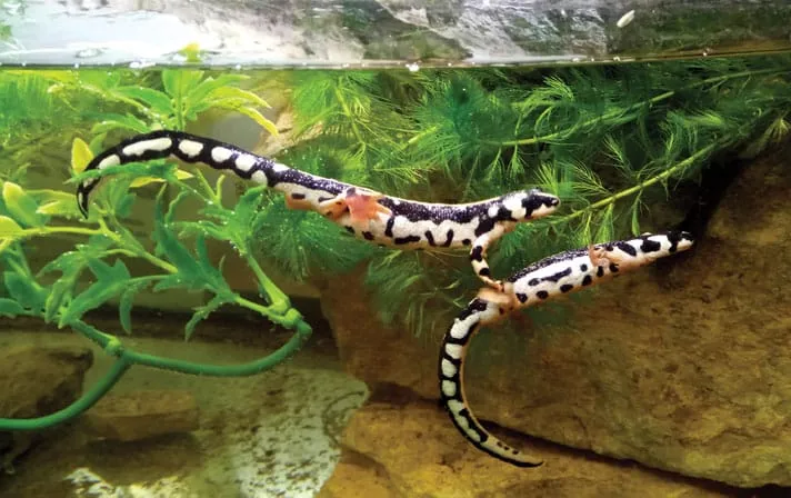 Iranian Kaiser Newt for Sale
