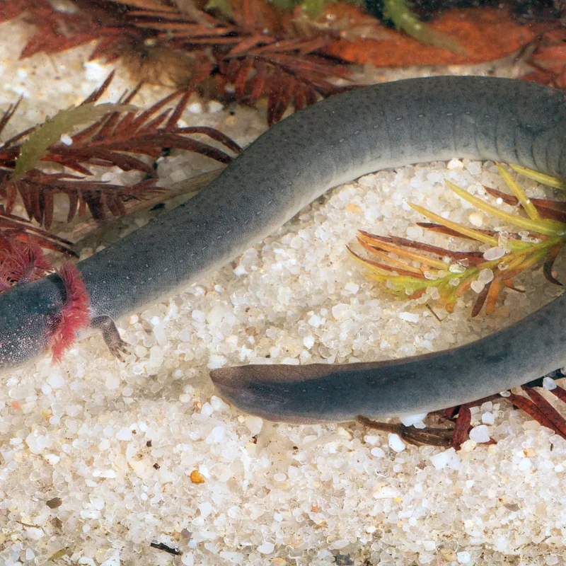 Lesser Siren for Sale