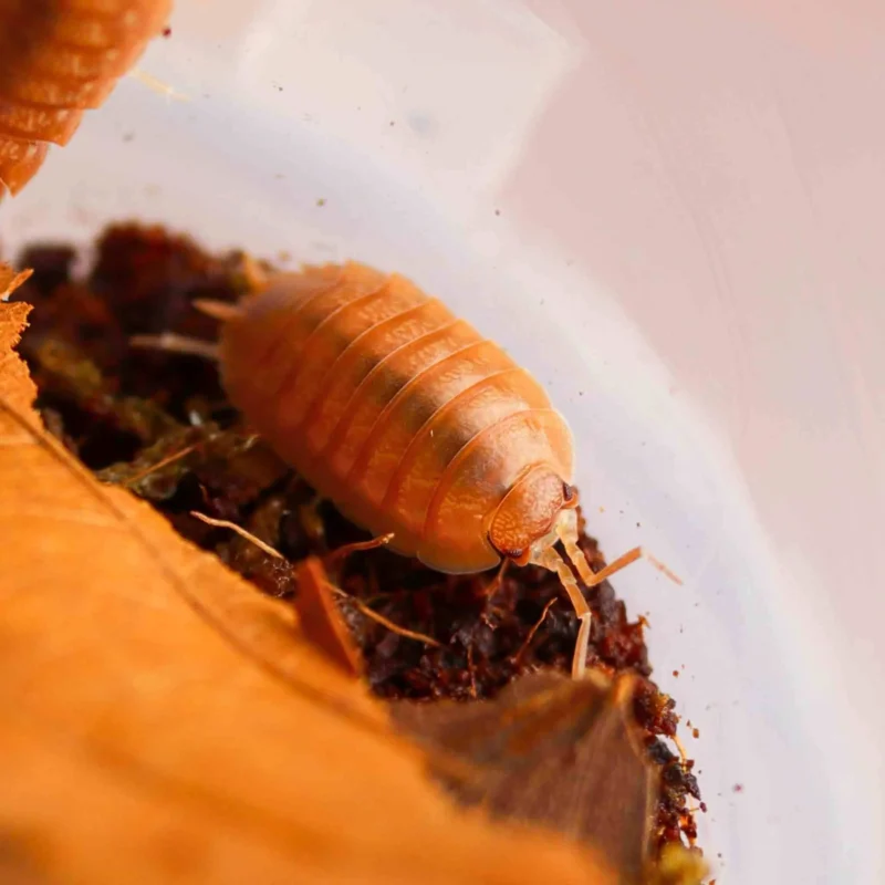 Porcellio Saber “Giant Orange / Spanish Orange” Isopods for Sale