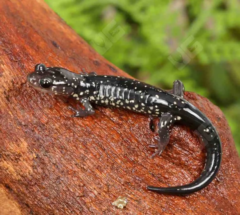 Slimy Salamander for Sale